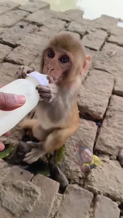 Bandar keep back dude 🐒🐒🐒🍼🍼🍼#bandar #monckey  #trending #shorts