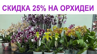 🌸 СКИДКА 25% на ОРХИДЕИ и 30% на КОМНАТНЫЕ РАСТЕНИЯ! 25.10.23 Купить орхидею