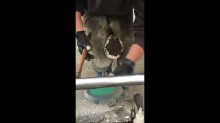Use NO THRUSH with hoof gels and hoof packing to keep frogs firm screenshot 4