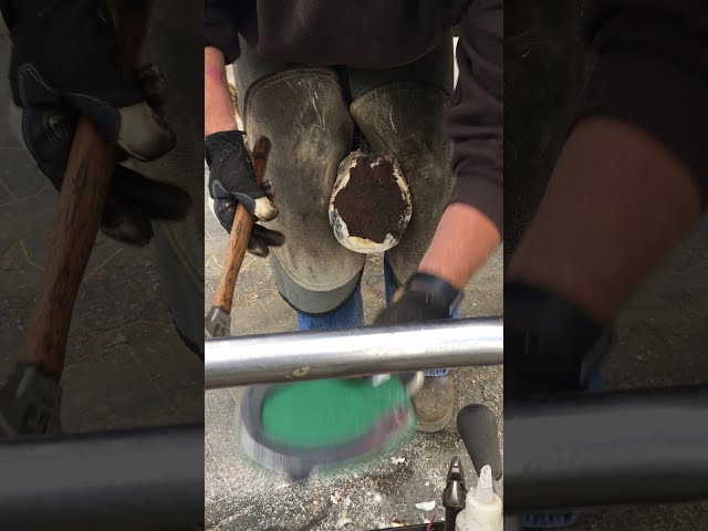 Use NO THRUSH with hoof gels and hoof packing to keep frogs firm