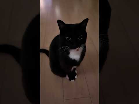 遊び足りなくて待ってるねこ #cat