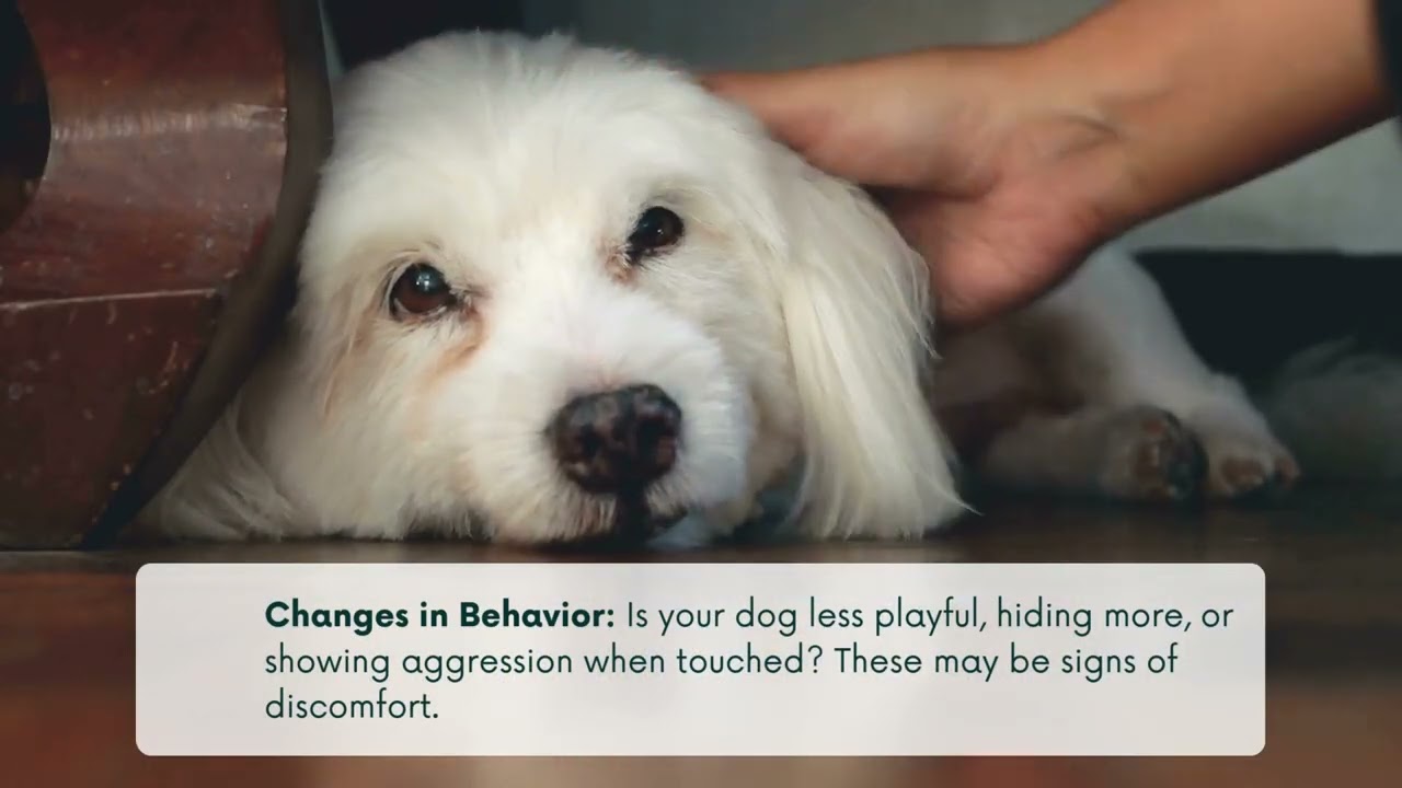 How to Tell if Your Dog Is in Pain — Signs Every Pet Parent Should Know