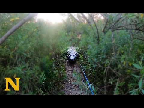 Florida Man Attacked by 11 Foot Bull Gator | Fishing Trip Ruined