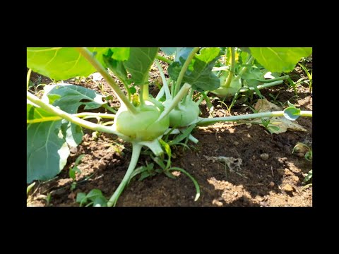 Vídeo: Couve-rábano: água E Alimentação, Crescendo Em Terreno Protegido