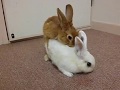 見ちゃダメ？ U(⁎˃ᆺ˂)U 誰にも止められないっ！仲良しウサギの交尾！ってか顔に・・・？、どこにヤッてるの？？？(^_^;)ｗｗｗ 【rabbit・hare・bunny】🐰 🐇🐰