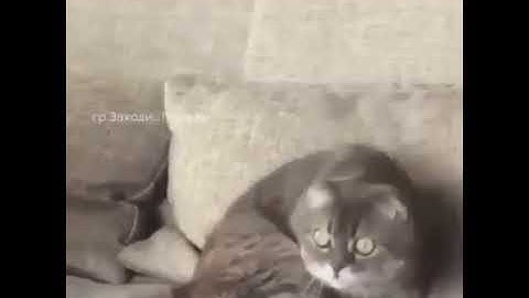 Когда смотришь новости по телевизору