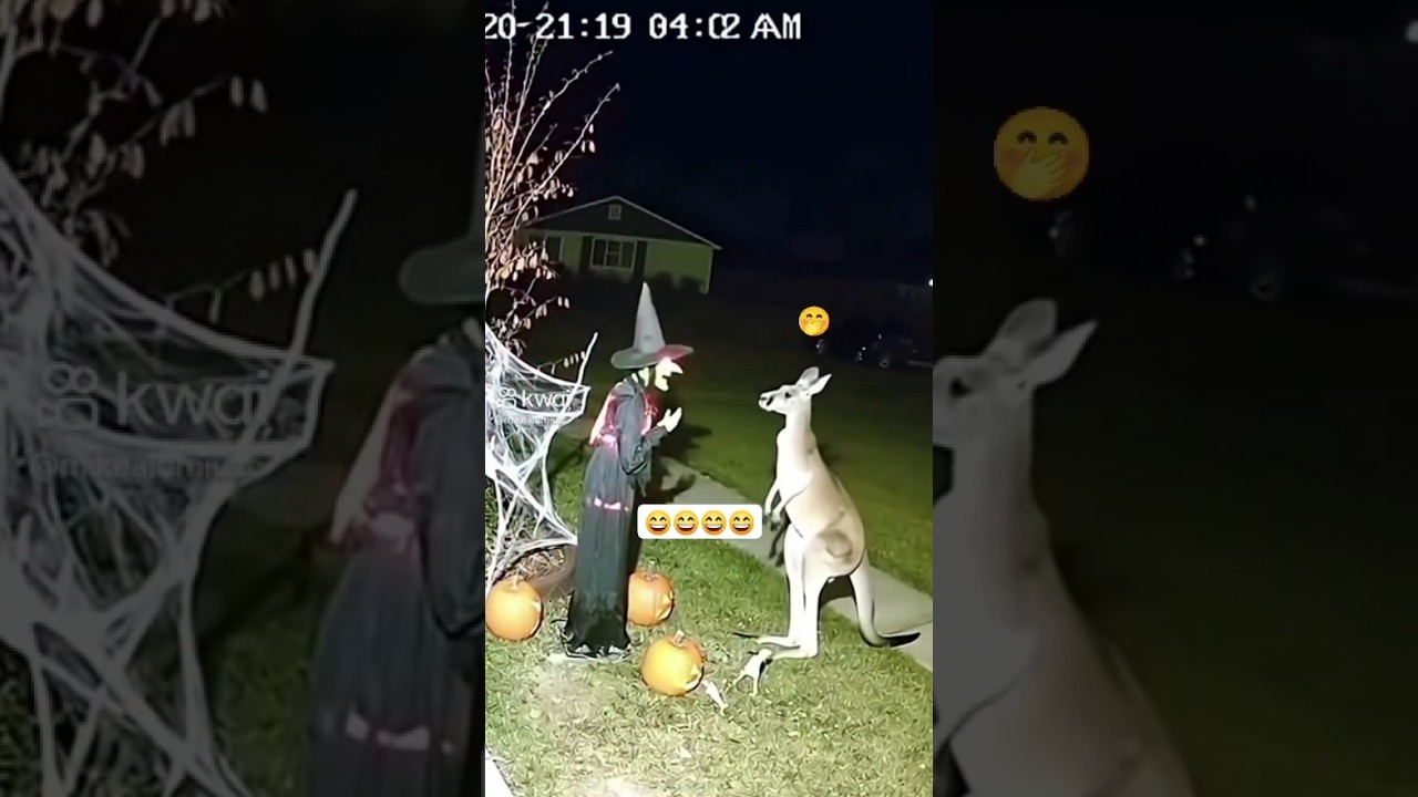 Kangaroo Unleashes a Magic Kick on a Witch! 