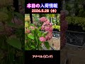 【2026.5.28】アナベル【入荷情報切り抜き】 #ガーデニング #園芸 #花のある暮らし