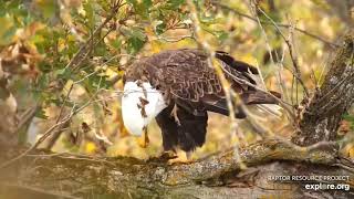 Decorah North Nest. Mr North having dinner - explore 10-10-2021