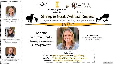 Genetic Improvements Through Ewe and Doe Selection
