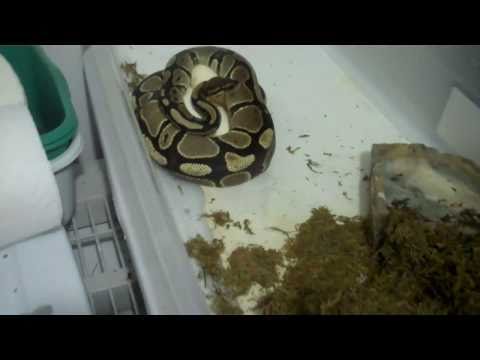 Ball Python eggs are here!!