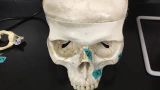 Anatomy I Midterm Practical Review