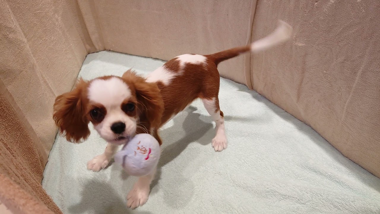 らきそ様❤キャバリアキングチャールズスパニエル セキセイインコ 印鑑