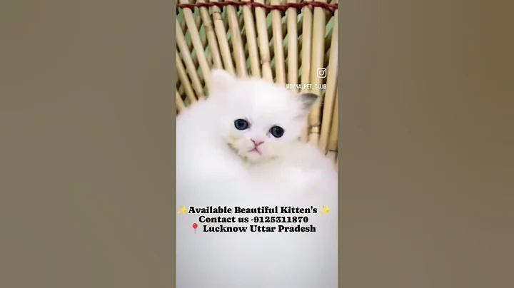 Video 11002001: persian cat kitten, best persian cat