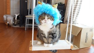 Setsubun and Cats 2024. by I am Maru. 47,543 views 1 month ago 8 minutes, 9 seconds