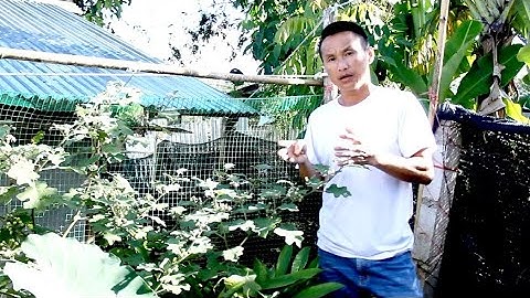 tshuaj kho qaib qhov muag