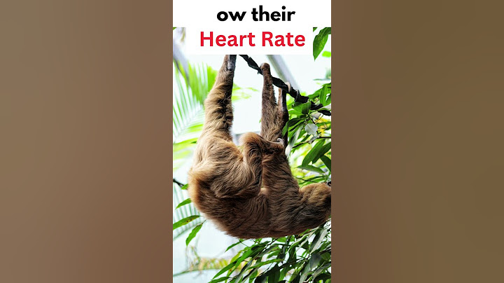 “Dolphins vs Sloths — Guess Who Wins at Breath-Holding?'' 🤯 #Shorts