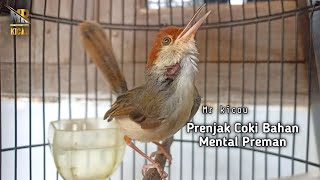 Prenjak Coki Bahan Mental Tarung