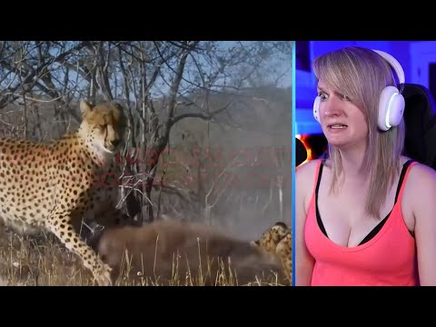 15 Amazing And Merciless Cheetah Coalition Attacks Caught On Camera Part 2 | Luong Vlog