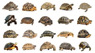 Types of Tortoises | Tortoises | Tortoises In English Language | Learn Types of Tortoises In English