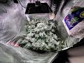 Spliff Seeds - Crystal White