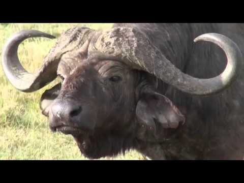 Video: Skillnaden Mellan Vattenbuffel Och Buffel