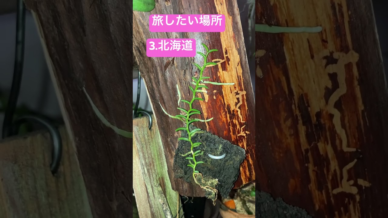 【ムカデラン】観察したことを話す件【日本原種の蘭】