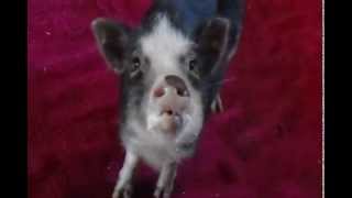 Crazy Piglet Smacks and Smacks and Smacks and Smacks!