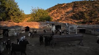 KAMİL KARDEŞİM , KEÇİ VE KOYUNLARINA ÇOCUKLARI GİBİ BAKIYOR , MAŞALLAH DİYELİM..