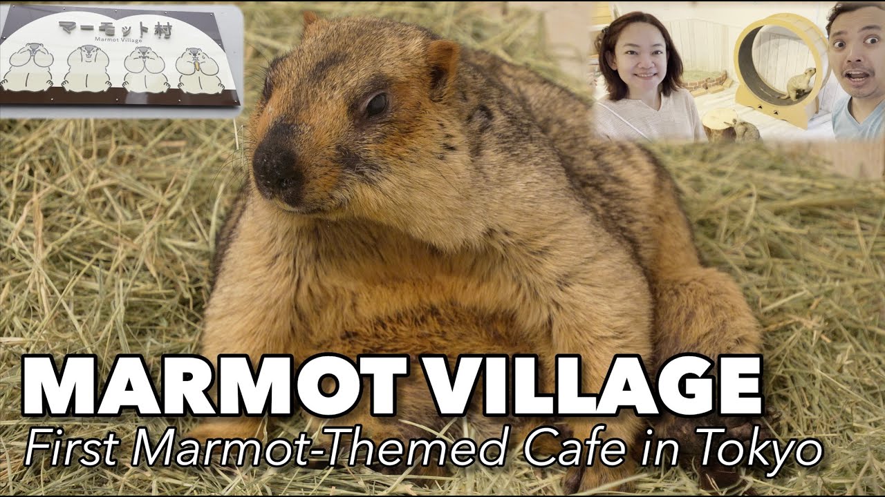 Cutest Marmot Café in Tokyo | Inside Japan's First Marmot Village
