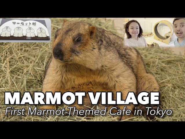 Cutest Marmot Café in Tokyo | Inside Japan's First Marmot Village