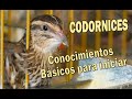 CODORNICES CONOCIMIENTOS BÁSICOS PARA INICIARSE EN LA COTORNICULTURA.