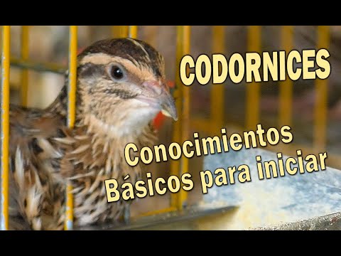 Vídeo: Codorniz Para Iniciantes