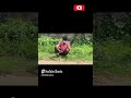 Automatic fish trap making video | fish trap making #making #video #trending #@#