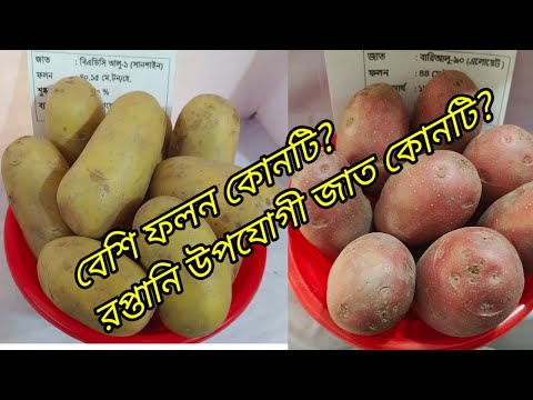 ভিডিও: বাছুরকে খাওয়ানো: খাদ্য ও নিয়ম