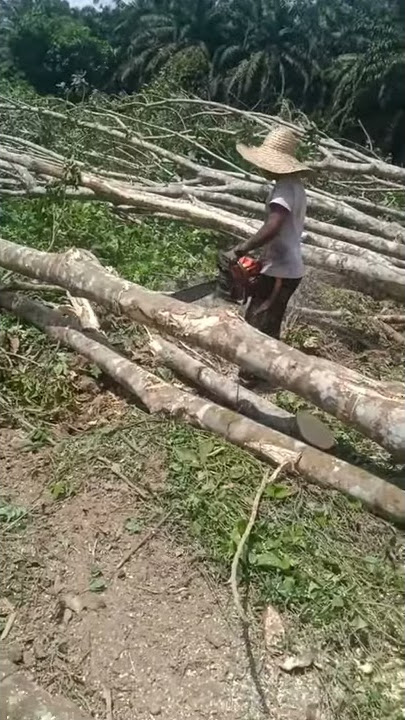 Memotong kayu getah