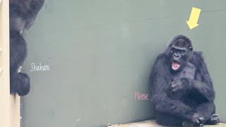 Giant Male Gorilla frightened the life out of Female! | Shabani | Higashiyama Zoo