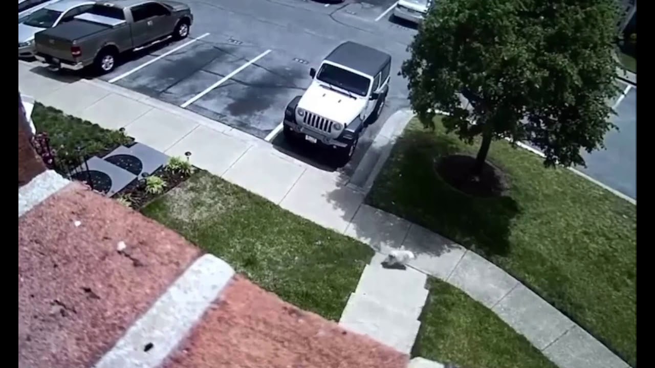 Dog Jumps Out Second Story Window Walks Away Unharmed YouTube