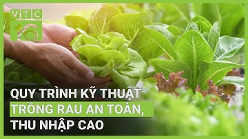 Quy trình kỹ thuật trồng rau an toàn, thu nhập cao | VTC16