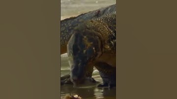 WATER MONITOR LIZARD IN PHILIPINES#shorts#youtubeshorts #freedocumentarynature #morriscoutinho15