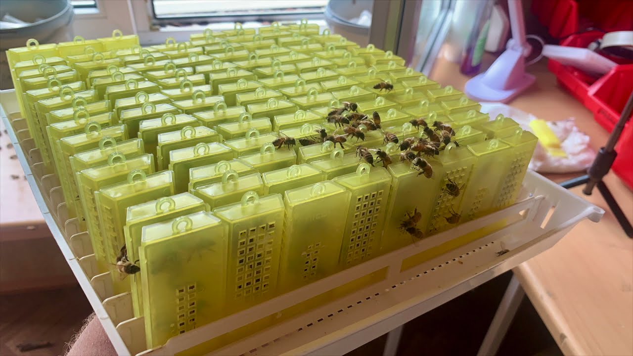 Königinnensaison 2021 /queen season 2021