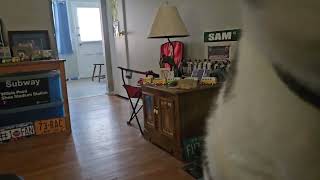 Good morning Sam by Rich Short 114 views 3 months ago 16 seconds