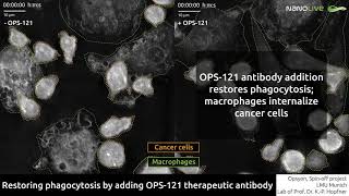 Restoring phagocytosis by adding OPS 121 therapeutic antibody