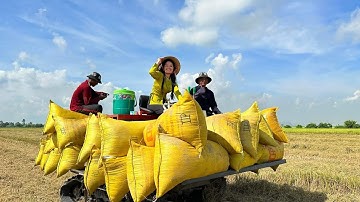 Cắt Lúa Miền Tây Mùa Lúa Chín | P2