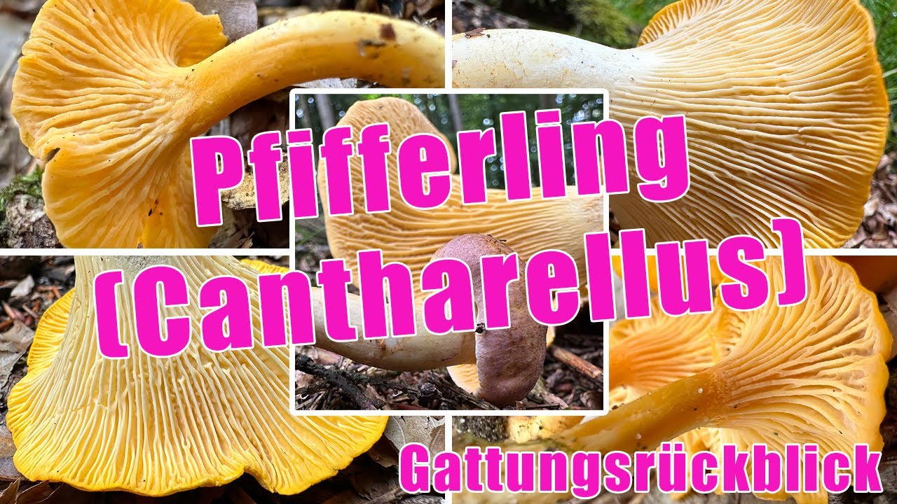 Pfifferlinge im Schnee?! | Pfifferlinge sammeln & bestimmen | Cantharellus | Eierschwammerl