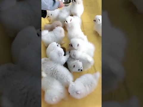 Cute Puppy lovely  Care #short #4997