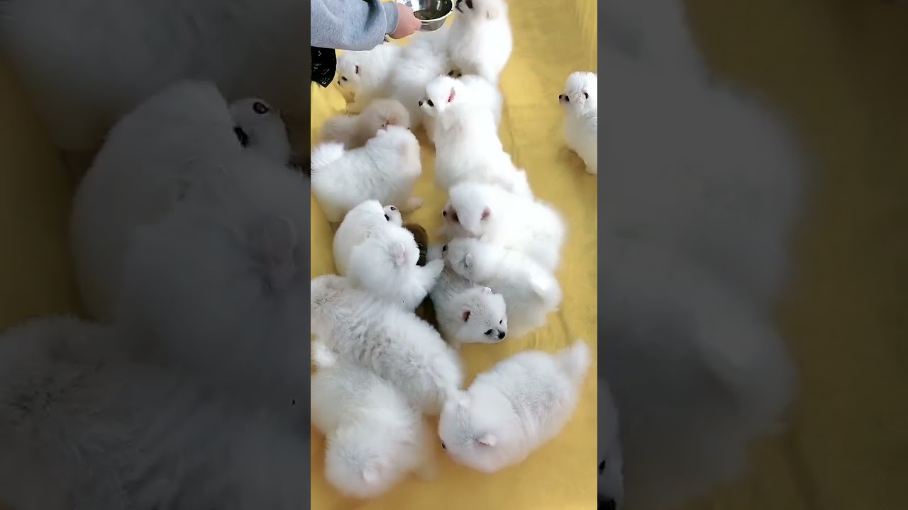 Cute Puppy lovely  Care 