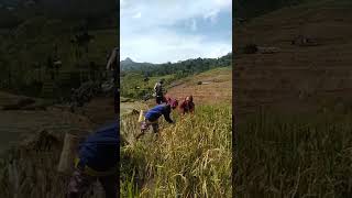 Download Lagu Bintang kejora(2) MP3