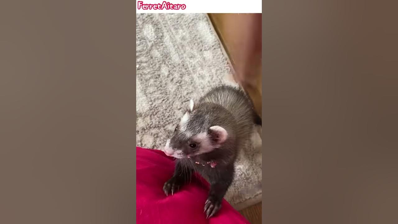 ferret’s happy voice dooking noises ferret videos shorts YouTube