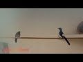 Suara Murai Batu Kawin Paling Ampuh Untuk Bikin Birahi Dan Gacor Mp3 - Mp4 Download